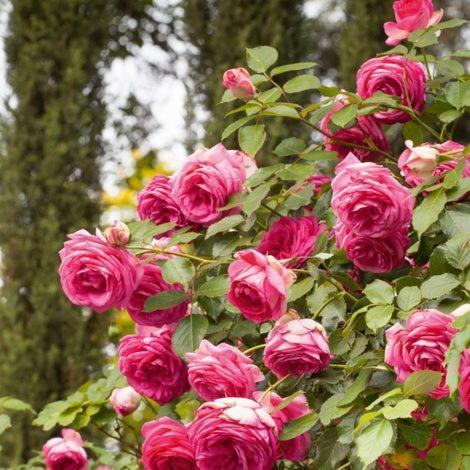 Chez Fleur Bed & Breakfast Avignon Luaran gambar